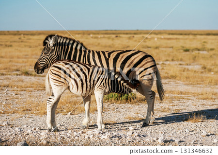 Zebras in the wildlife at daytime 131346632