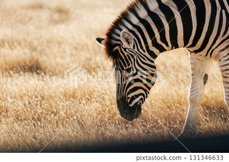 Side view. Zebra in the wildlife at daytime Side view. Zebra in the wildlife at daytime 131346633