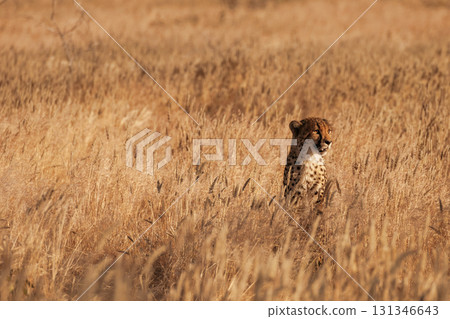 Cheetah is outdoors in the wildlife Cheetah is outdoors in the wildlife 131346643