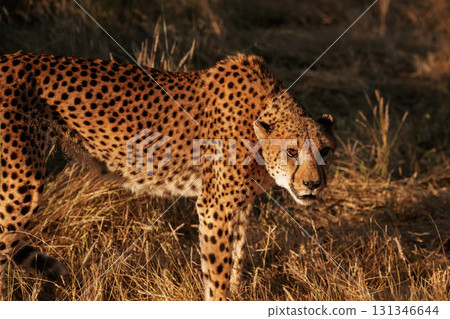 Cheetah is outdoors in the wildlife Cheetah is outdoors in the wildlife 131346644