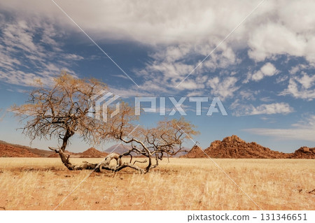 Tree is growing in the extreme climate land. Majestic view of amazing landscapes in African desert 131346651