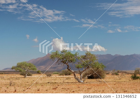 Tree is growing in the extreme climate land. Majestic view of amazing landscapes in African desert 131346652
