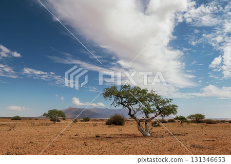 Tree is growing in the extreme climate land. Majestic view of amazing landscapes in African desert 131346653