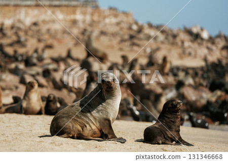 Group of animals are together. Fur seals is on the beach outdoors in the wildlife 131346668