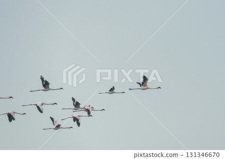 Group of flamingo flying up in the sky Group of flamingo flying up in the sky 131346670