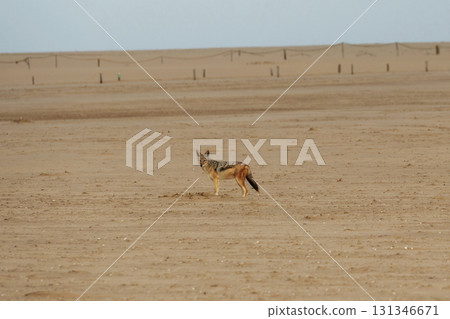 The golden jackal is in the wildlife at daytime 131346671