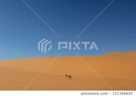 Antelope is in the wildlife outdoors in Africa in desert 131346685