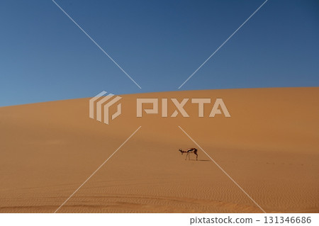 Antelope is in the wildlife outdoors in Africa in desert 131346686