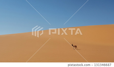 Antelope is in the wildlife outdoors in Africa in desert 131346687