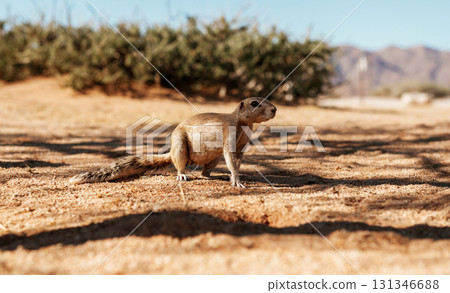 Close up view of little gopher outdoors Close up view of little gopher outdoors 131346688
