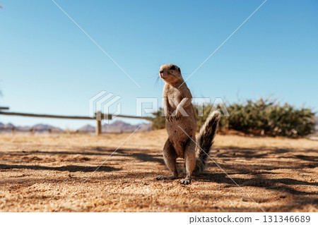 Close up view of little gopher outdoors 131346689