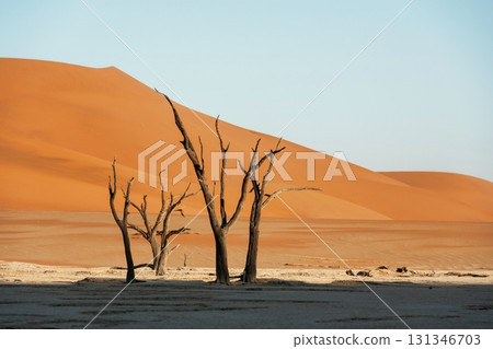 Black and dead trees. Sossusvlei, Famous sand dunes and dead trees in Deadvlei 131346703