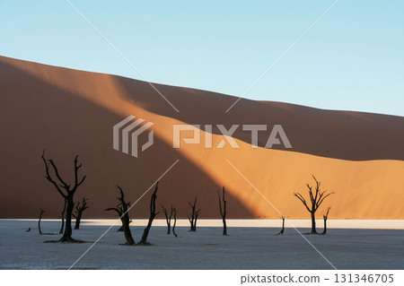 Dead trees. Sossusvlei, Famous sand dunes and dead trees in Deadvlei Dead trees. Sossusvlei, Famous sand dunes and dead trees in Deadvlei 131346705