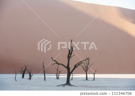 Dead trees. Sossusvlei, Famous sand dunes and dead trees in Deadvlei 131346706