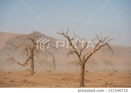 Dead trees. Sossusvlei, Famous sand dunes and dead trees in Deadvlei 131346710