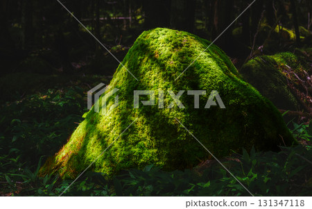 Lush Moss-Covered Boulder in Mountain Wetland 131347118
