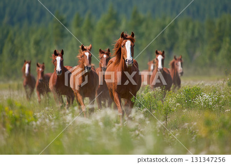 A herd of horses running freely across a green field on a farm pasture. Red horses with white markings in the wild. A herd of horses running freely across a green field on a farm pasture. Red horses with white markings in the wild. 131347256