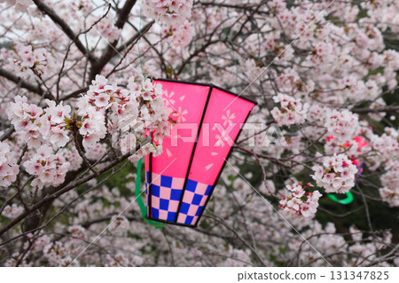 Cherry Blossom Festival Lanterns at Chogosonshiji Temple, Mount Shigi 131347825