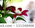 紅色鐵線蓮屬花 131348406