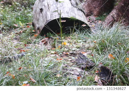 in the forest 131348627