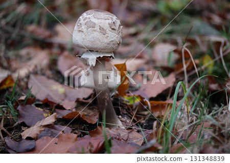 Macrolepiota procera   (Macrolepiota procera) 131348839