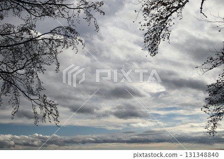 in the forest 131348840