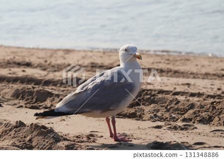 European herring gull (Larus argentatus) 131348886