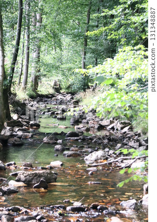 in the forest 131348887