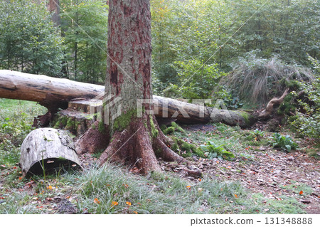 in the forest 131348888