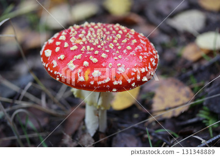 Amanita muscaria  (Amanita muscaria) 131348889