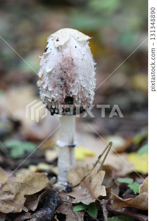 Macrolepiota procera   (Macrolepiota procera) 131348890