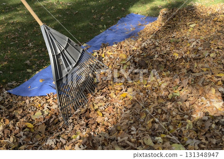 Raking Fallen Autumn Leaves Outdoors 131348947