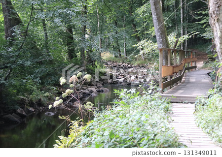 in the forest 131349011