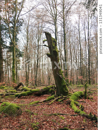 in the forest in the forest 131349041