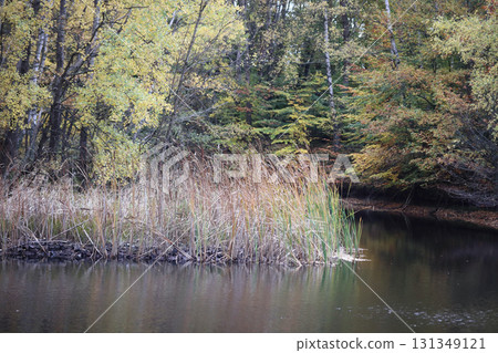 in the forest 131349121