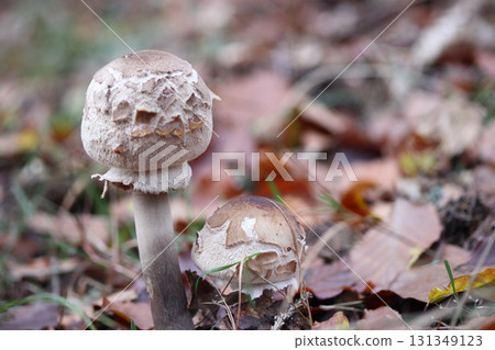 Macrolepiota procera (Macrolepiota procera) Macrolepiota procera (Macrolepiota procera) 131349123