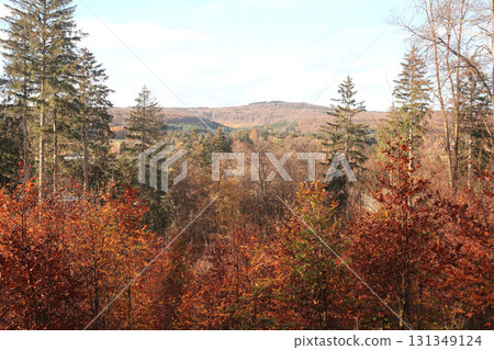 in the forest 131349124