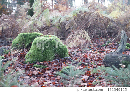 in the forest in the forest 131349125