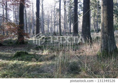 in the forest in the forest 131349126