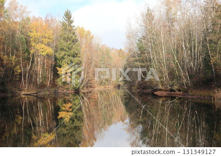 in the forest in the forest 131349127