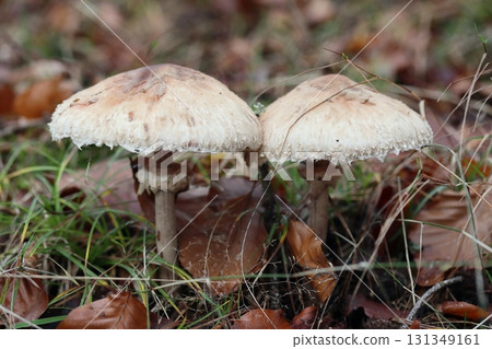 Macrolepiota procera (Macrolepiota procera) Macrolepiota procera (Macrolepiota procera) 131349161