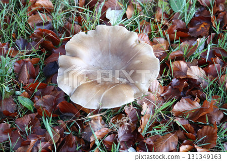 in the forest 131349163