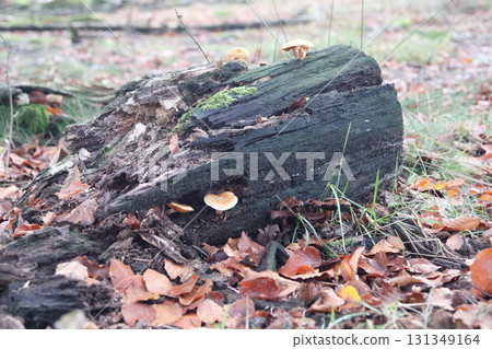 in the forest in the forest 131349164