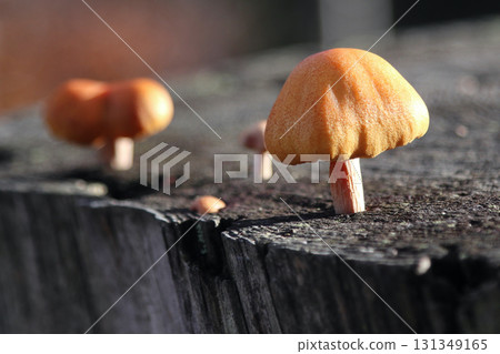 in the forest in the forest 131349165