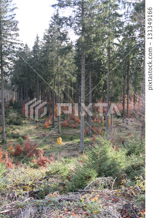 in the forest in the forest 131349166