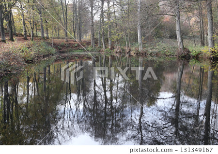 in the forest in the forest 131349167