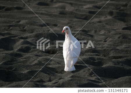 A white dove stands on dark sand of Tenerife beach. 131349171