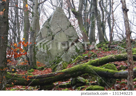 in the forest 131349225