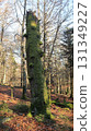 in the forest 131349227