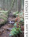 in the forest 131349228